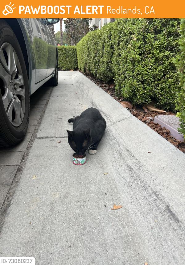 Found/Stray Unknown Cat last seen Circa 2020, Redlands, CA 92374