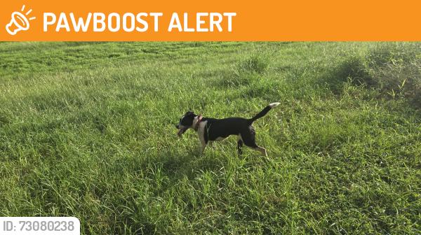 Found/Stray Unknown Dog last seen On ravine behind fowler park, Montgomery County, TX 77385