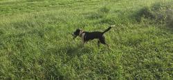 Found/Stray Unknown Dog last seen On ravine behind fowler park, Montgomery County, TX 77385