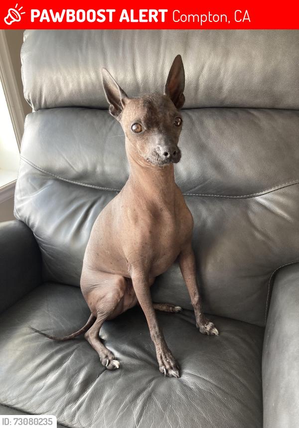 Lost Male Dog last seen Anderson Elementary School, Compton, CA 90222