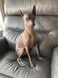 Lost Male Dog last seen Anderson Elementary School, Compton, CA 90222