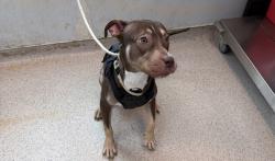 Shelter Stray Male Dog last seen 30-16 Webster Avenue, BRONX, NY, 10467, 326 E 110th St, New York, NY 10029, USA