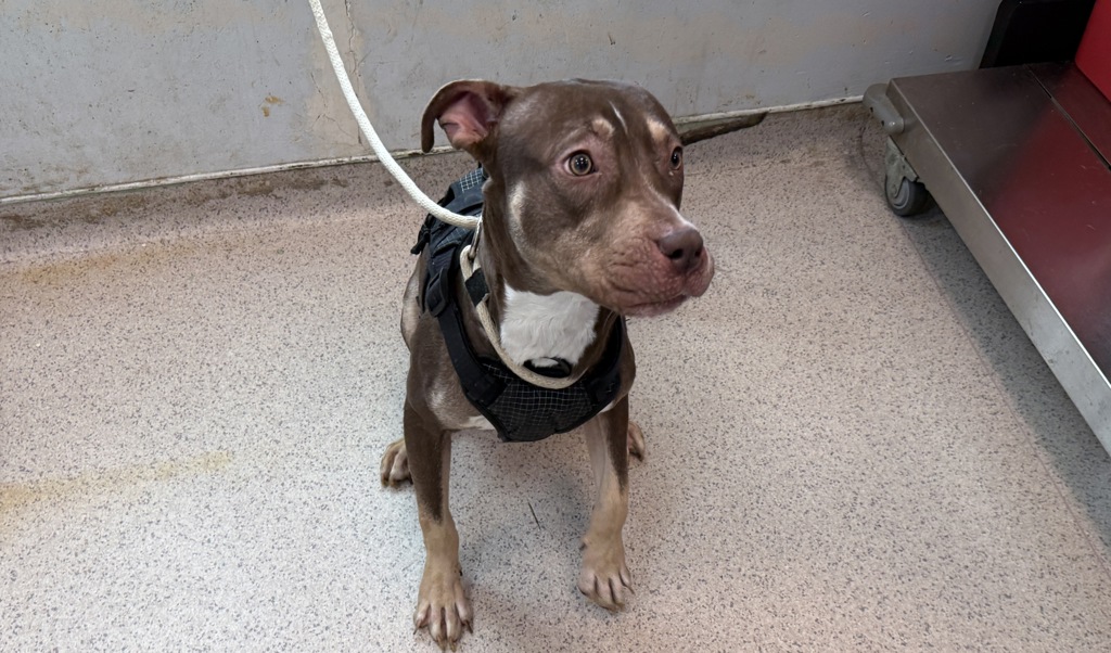 Shelter Stray Male Dog last seen 30-16 Webster Avenue, BRONX, NY, 10467, 326 E 110th St, New York, NY 10029, USA