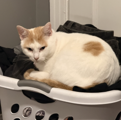 Lost Female Cat last seen N LaCrosse St, Jacinto City 77029, Jacinto City, TX 77029