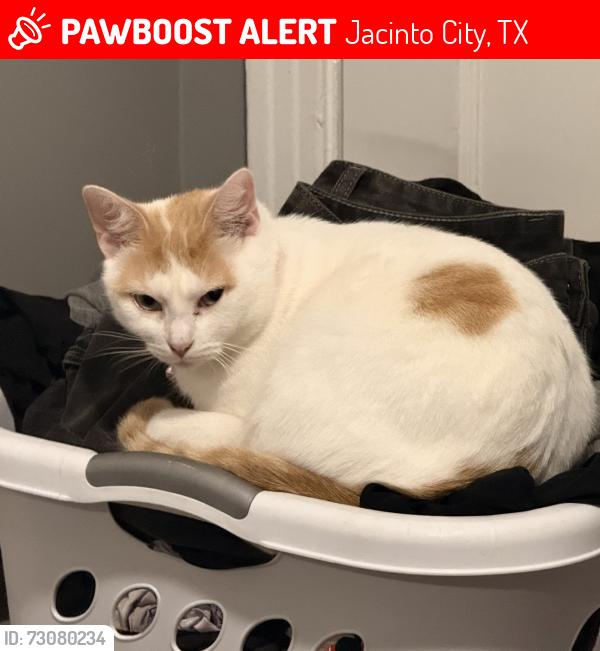 Lost Female Cat last seen N LaCrosse St, Jacinto City 77029, Jacinto City, TX 77029
