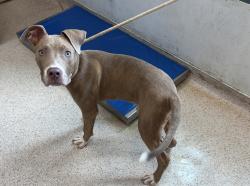 Shelter Stray Male Dog last seen Near Van Siclen Avenue, BROOKLYN, NY, 11207, 326 E 110th St, New York, NY 10029, USA