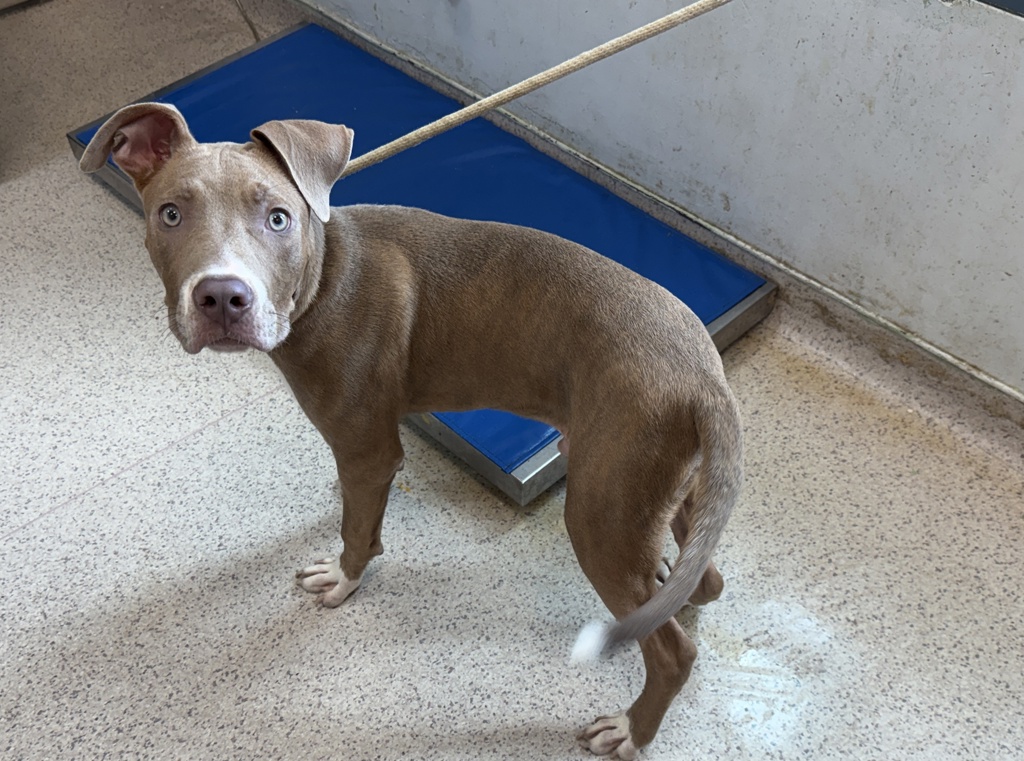 Shelter Stray Male Dog last seen Near Van Siclen Avenue, BROOKLYN, NY, 11207, 326 E 110th St, New York, NY 10029, USA