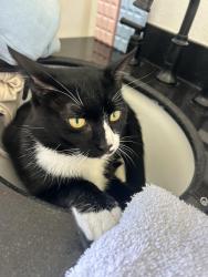 Found/Stray Unknown Cat last seen near the fords, Westchase, FL 33626