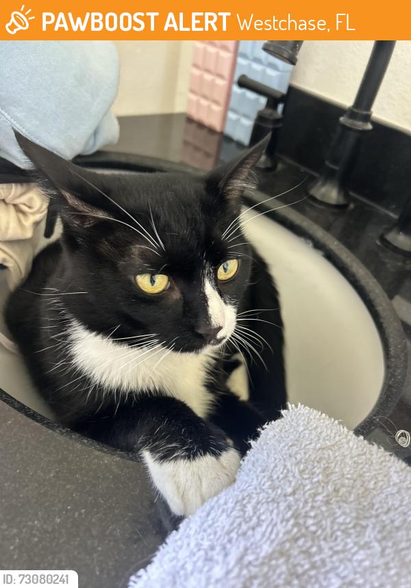 Found/Stray Unknown Cat last seen near the fords, Westchase, FL 33626