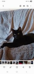 Lost Male Cat last seen Booth Road , Greater London, England NW9 5JY