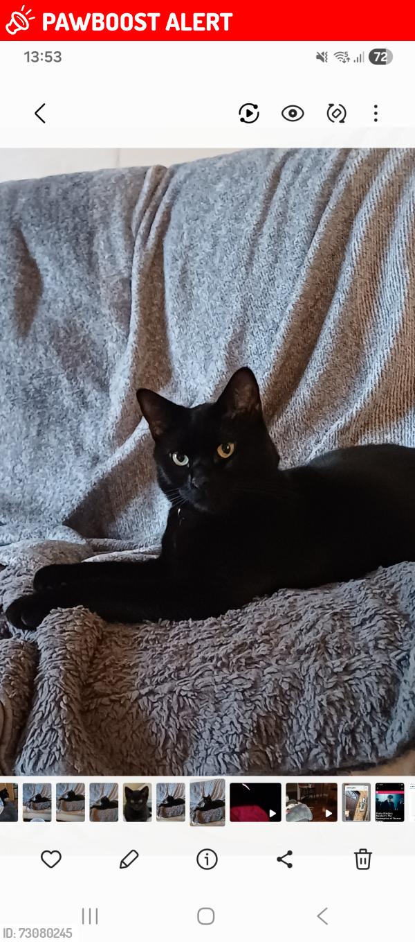 Lost Male Cat last seen Booth Road , Greater London, England NW9 5JY