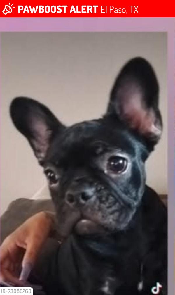 Lost Male Dog last seen Pebble hills/lee, El Paso, TX 79936
