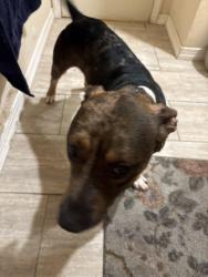 Reunited Male Dog last seen Dillingham and Emmett , Kissimmee, FL 34741