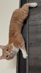 Reunited Male Cat last seen TD baker school, Edmonton, AB T6L 4C1
