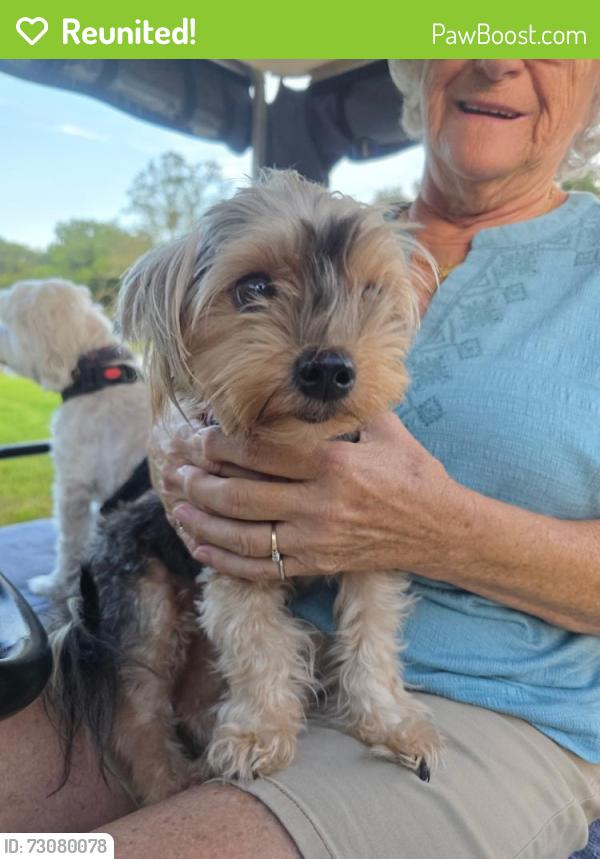 Reunited Female Dog last seen Pinehurst and St Andrews Bvld, Lady Lake, FL 32159