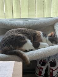 Reunited Female Cat last seen 41st & Ditmars Blvd, Queens, NY 11105