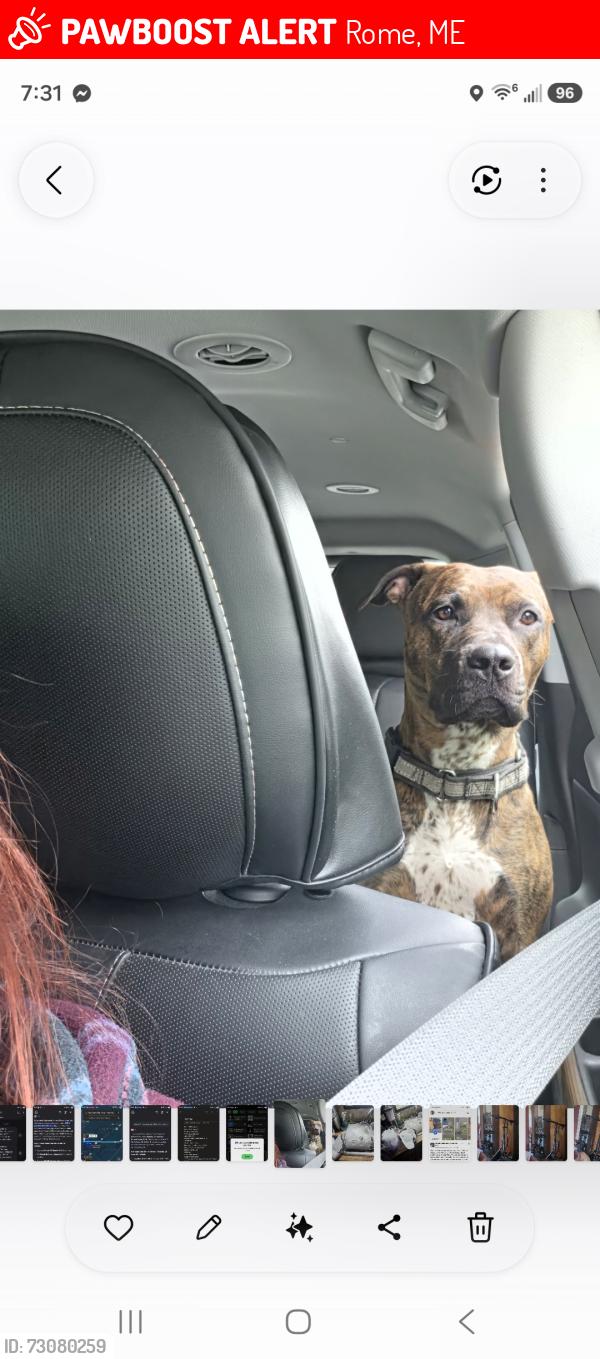 Lost Female Dog last seen French's mountain and kennebec highlands, Rome, ME 04963