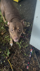 Reunited Female Dog last seen Dillingham and Emmett st , Kissimmee, FL 34741