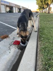 Found/Stray Male Dog last seen Brundage, Bakersfield, CA 93307