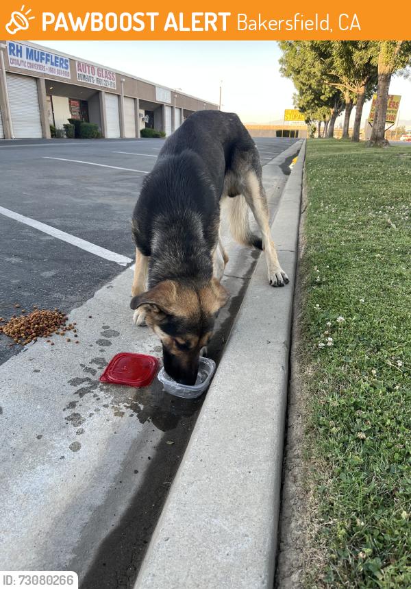 Found/Stray Male Dog last seen Brundage, Bakersfield, CA 93307