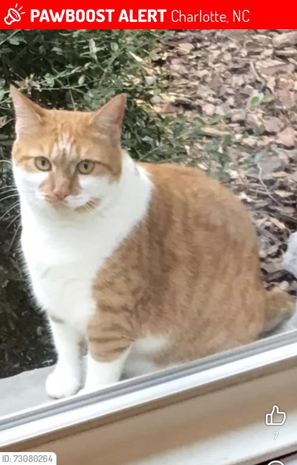 Lost Female Cat last seen Settler’s Landing, Charlotte, NC 28270
