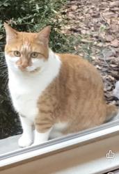Lost Female Cat last seen Settler’s Landing, Charlotte, NC 28270
