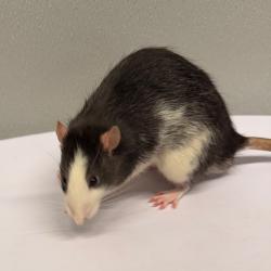Shelter Stray Male Other last seen , 3607 N Armenia Ave, Tampa, FL 33607, USA