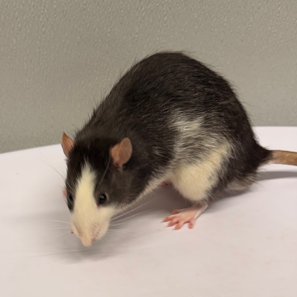 Shelter Stray Male Other last seen , 3607 N Armenia Ave, Tampa, FL 33607, USA