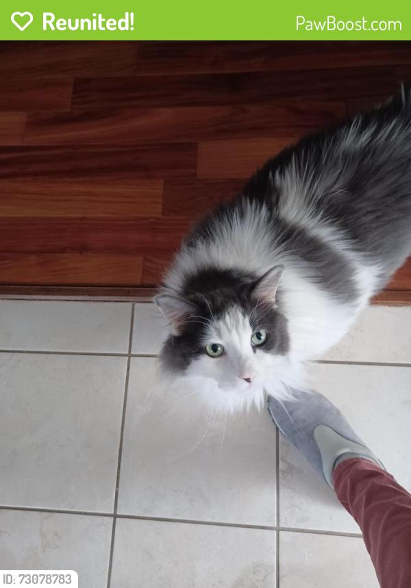 Reunited Male Cat last seen Commonwealth and Bratton CT , Sugar Land, TX 77479