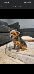 Lost Male Dog last seen Near Fire Tower Rd, Martin, TN 38237, Martin, TN 38237
