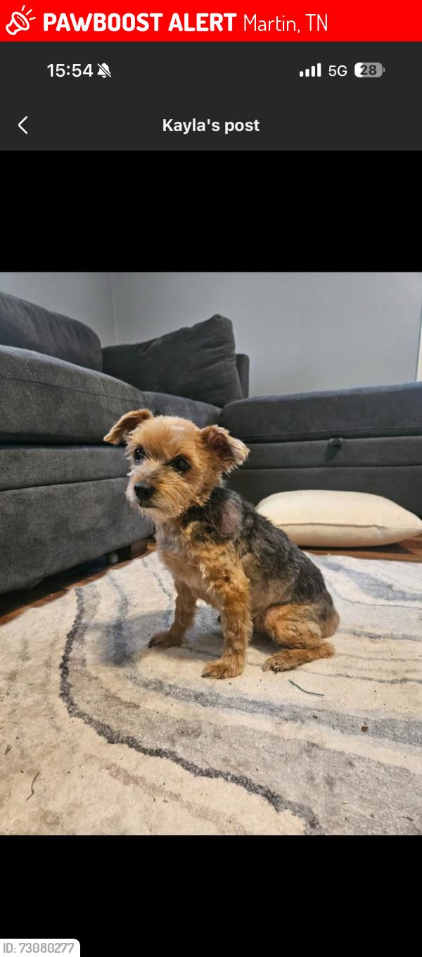 Lost Male Dog last seen Near Fire Tower Rd, Martin, TN 38237, Martin, TN 38237