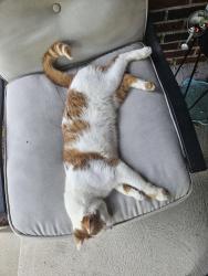 Found/Stray Unknown Cat last seen Shirlene Ct and Shirlene Dr, neighborhood behind Giant Eagle, Grove City, OH 43123