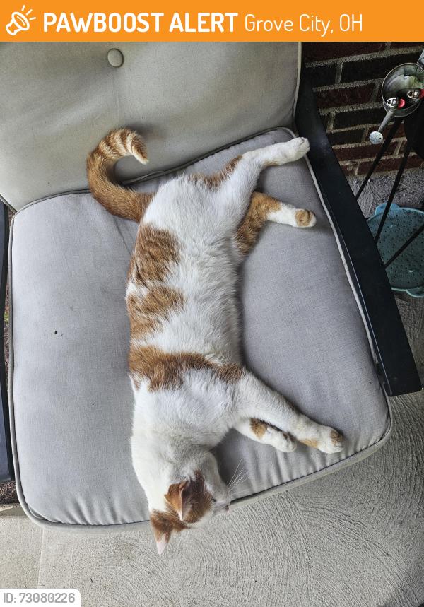 Found/Stray Unknown Cat last seen Shirlene Ct and Shirlene Dr, neighborhood behind Giant Eagle, Grove City, OH 43123
