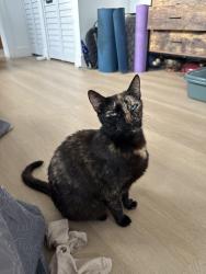 Lost Female Cat last seen Caribbean Blvd & Barbados Way, West Palm Beach, FL 33407