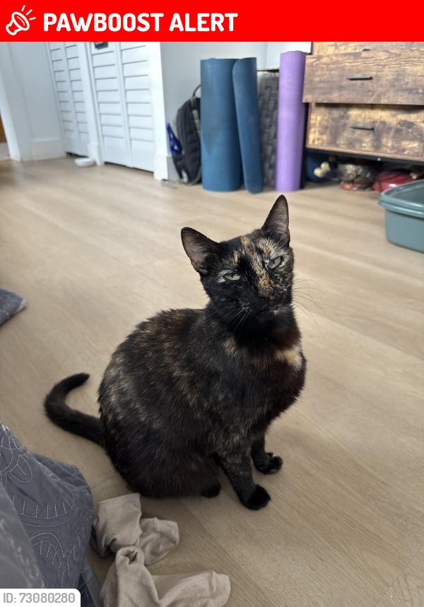 Lost Female Cat last seen Caribbean Blvd & Barbados Way, West Palm Beach, FL 33407