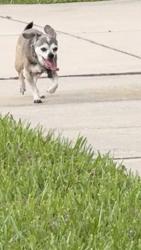 Found/Stray Male Dog last seen Ferri circle port orange, Port Orange, FL 32128