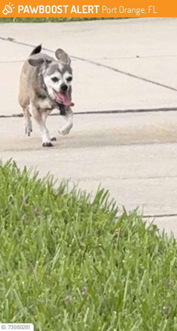 Found/Stray Male Dog last seen Ferri circle port orange, Port Orange, FL 32128