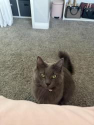 Lost Male Cat last seen Near dogwood place, Escondido, CA 92026