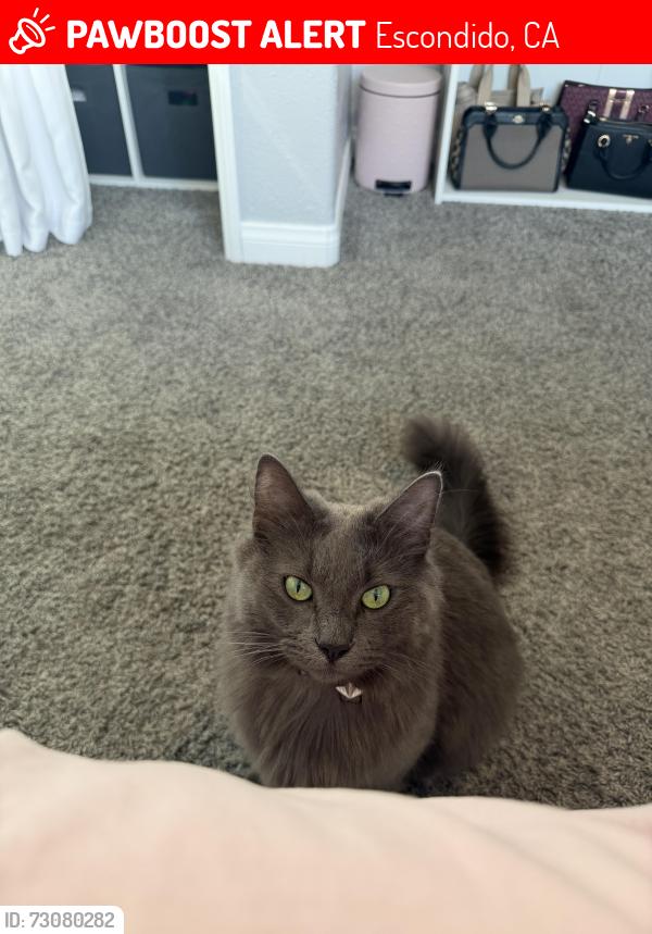 Lost Male Cat last seen Near dogwood place, Escondido, CA 92026