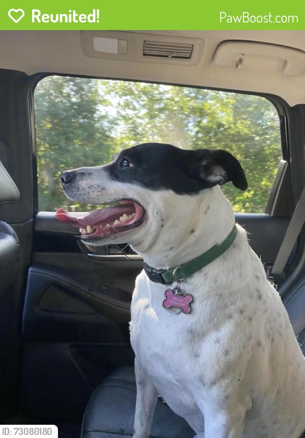 Reunited Female Dog last seen County line rd. Towards Hudson , Pasco County, FL 34669