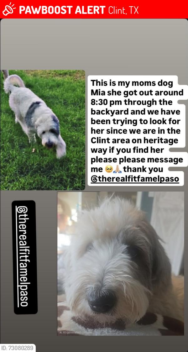 Lost Female Dog last seen Heritage way, Clint, TX 79836