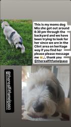 Lost Female Dog last seen Heritage way, Clint, TX 79836