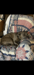 Lost Male Dog last seen 10th street west ave j8, Lancaster, CA 93534