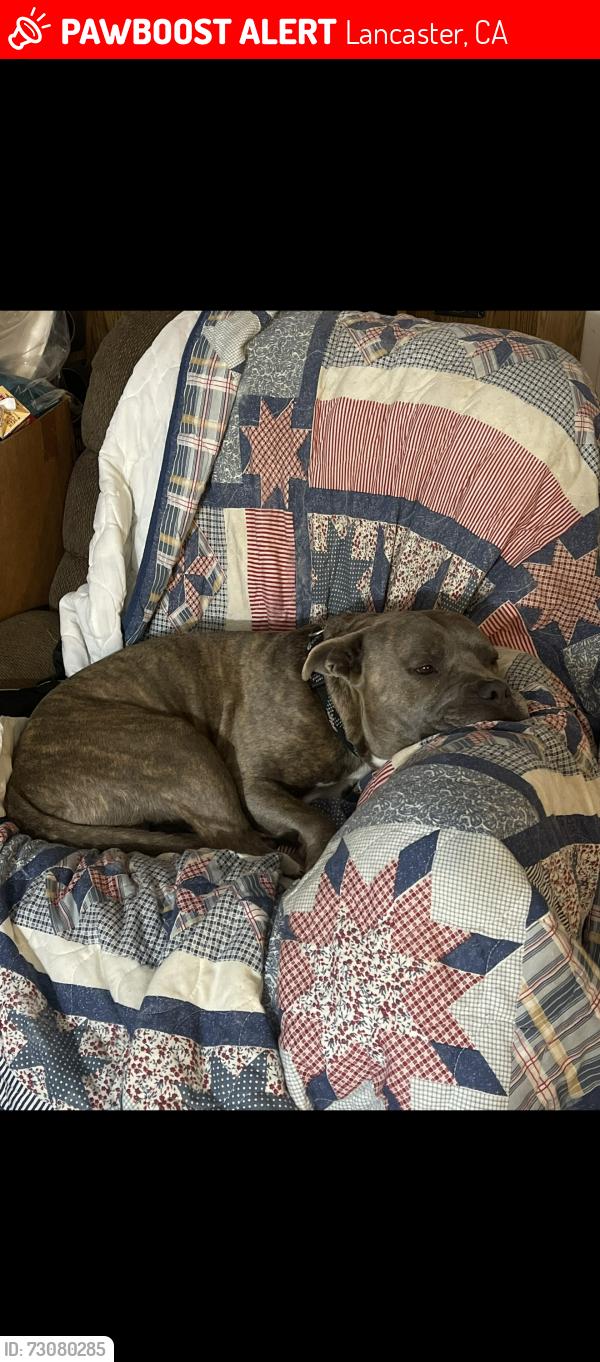 Lost Male Dog last seen 10th street west ave j8, Lancaster, CA 93534