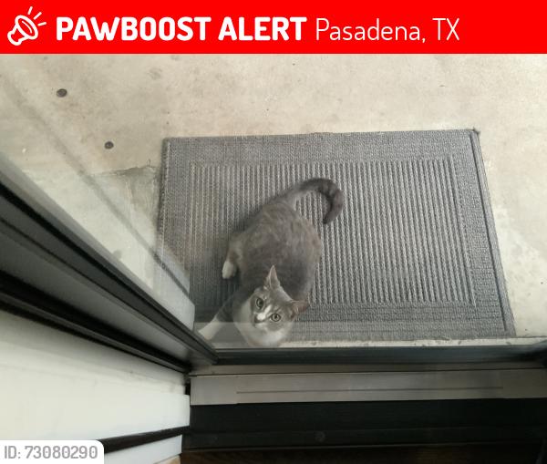 Lost Female Cat last seen Olson park, Pasadena, TX 77505