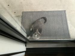 Lost Female Cat last seen Olson park, Pasadena, TX 77505