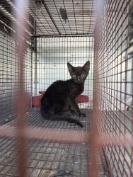Shelter Stray Female Cat last seen Bexar County, 3353 Morningside Dr, New Braunfels, TX 78132, USA