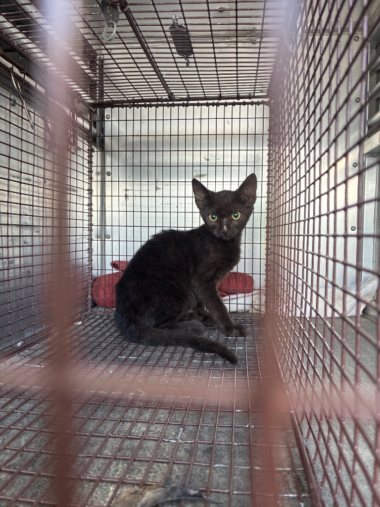 Shelter Stray Female Cat last seen Bexar County, 3353 Morningside Dr, New Braunfels, TX 78132, USA