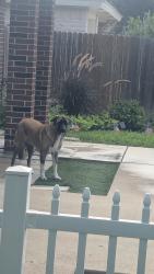 Reunited Female Dog last seen N 42nd St, McAllen, TX, USA, McAllen, TX 78501