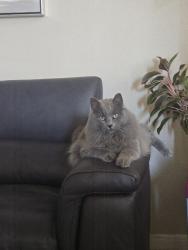 Reunited Male Cat last seen Chalk ridge ln, New Caney, TX 77357